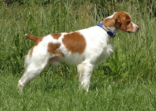 2008 Tritronics Award Winner, Country Roads Rough Rider