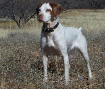 2010 Magnum's Masked Man Award Winner Jazz's Sweetest Little Secret