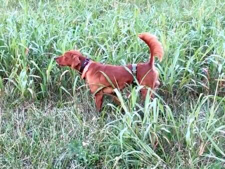 started male Irish Setter for sale